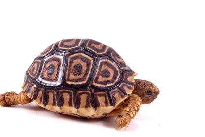 Leopard Tortoise