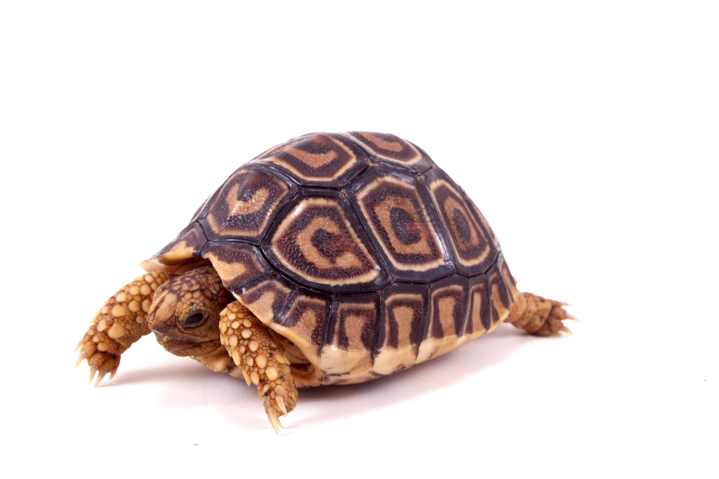 Leopard Tortoise