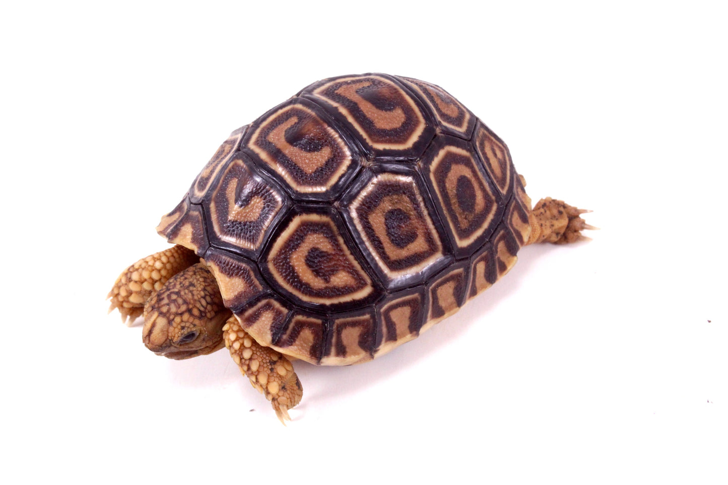 Leopard Tortoise