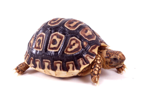 Leopard Tortoise