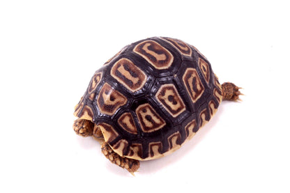 Leopard Tortoise