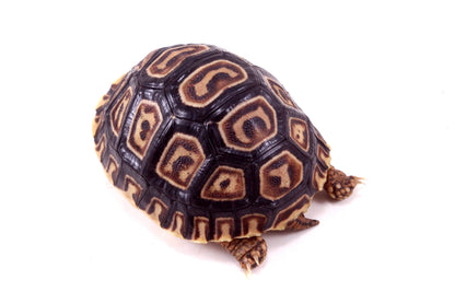Leopard Tortoise