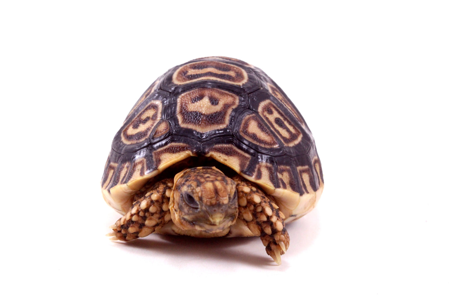 Leopard Tortoise