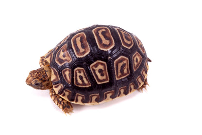 Leopard Tortoise