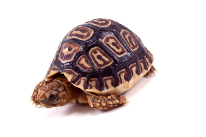 Leopard Tortoise