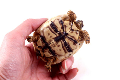 Leopard Tortoise
