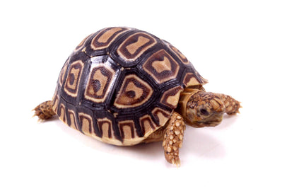 Leopard Tortoise