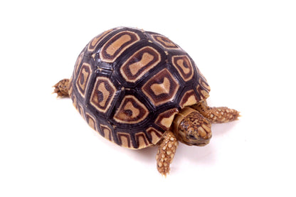 Leopard Tortoise