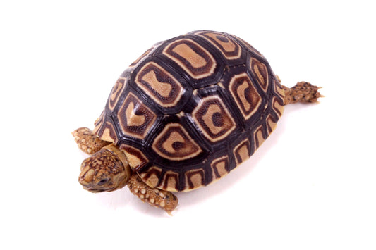 Leopard Tortoise