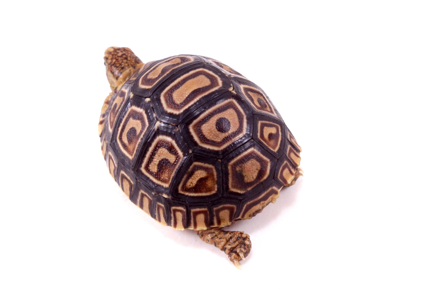 Leopard Tortoise