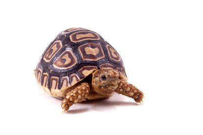 Leopard Tortoise