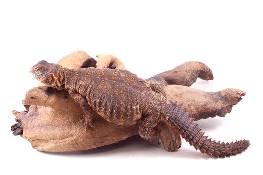 Nigerian Uromastyx - Orange - Imperfect