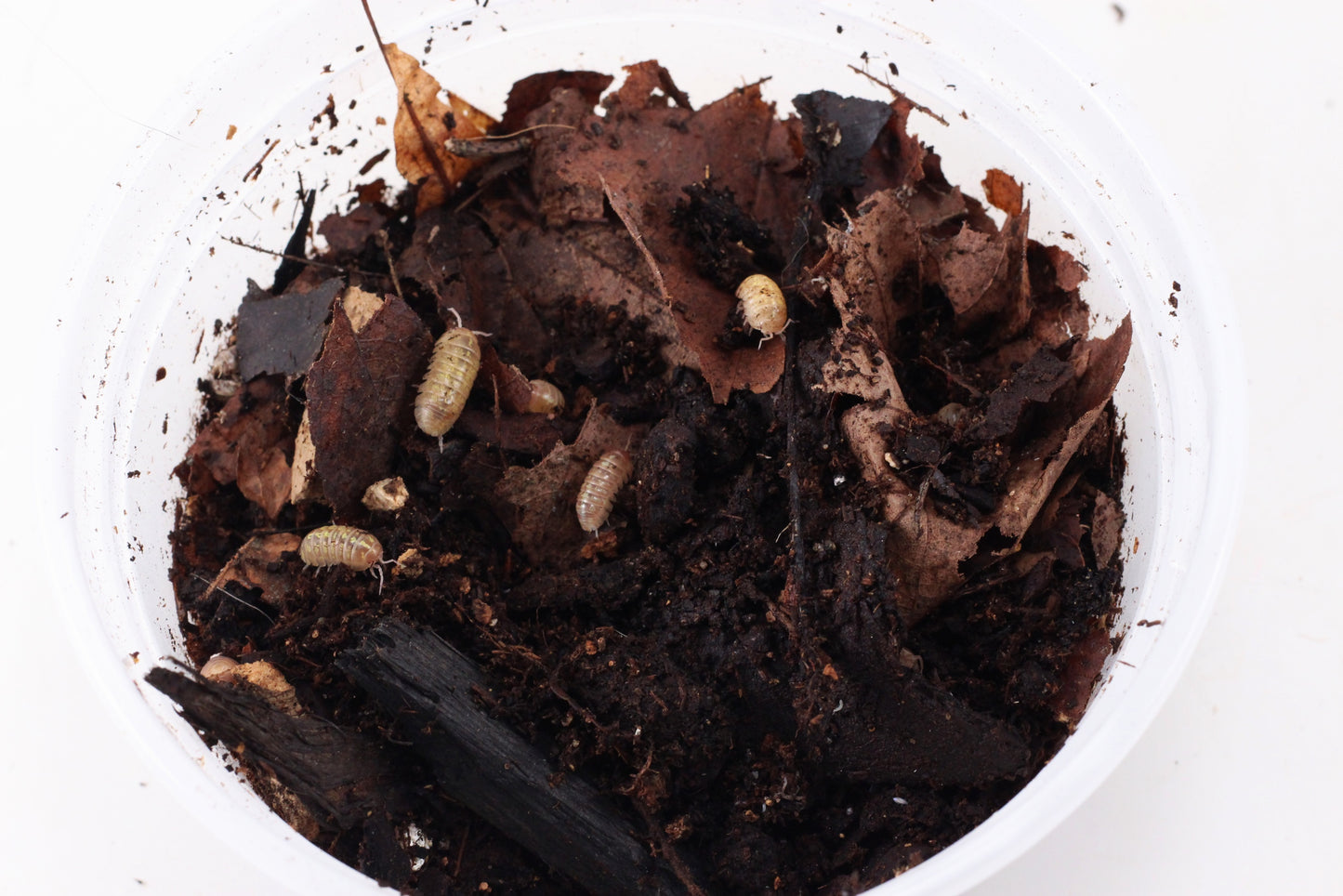 Isopods (Albino Magic Potion)