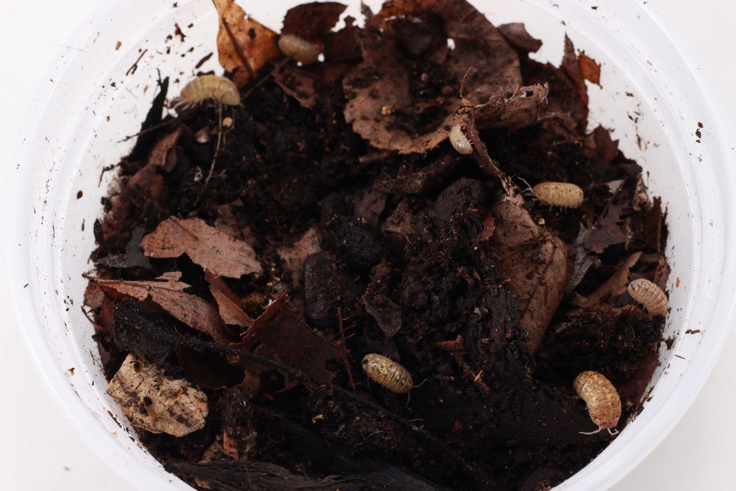 Isopods (Albino Magic Potion)