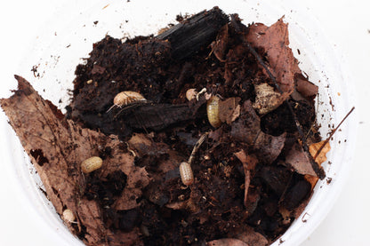 Isopods (Albino Magic Potion)