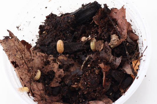 Isopods (Albino Magic Potion)
