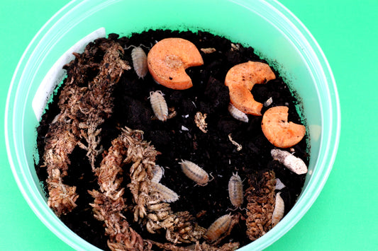 Isopods (Scaber Dalmatian Oranges)