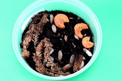 Isopods (Scaber Dalmatian Oranges)