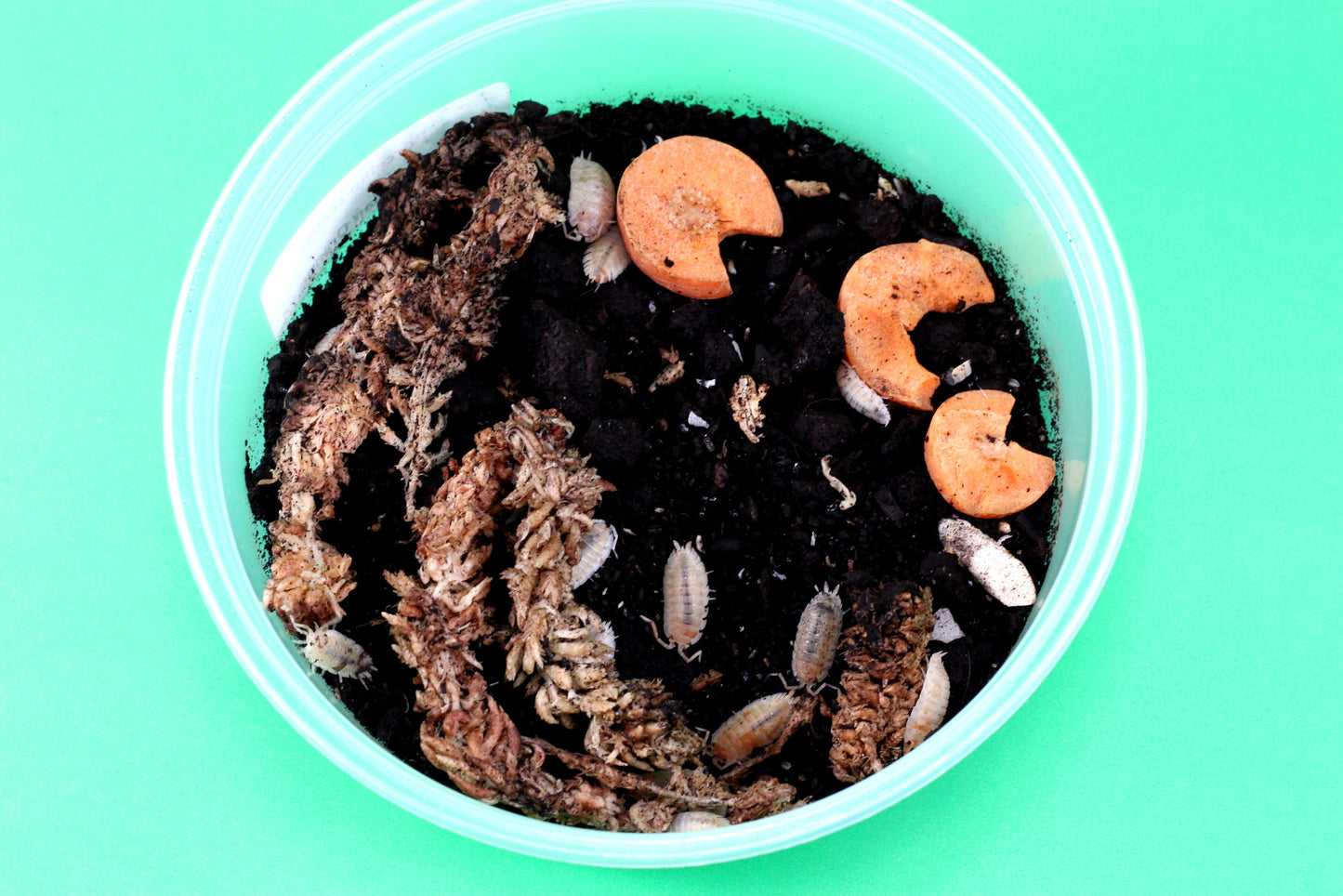 Isopods (Scaber Dalmatian Oranges)