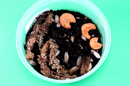 Isopods (Scaber Dalmatian Oranges)