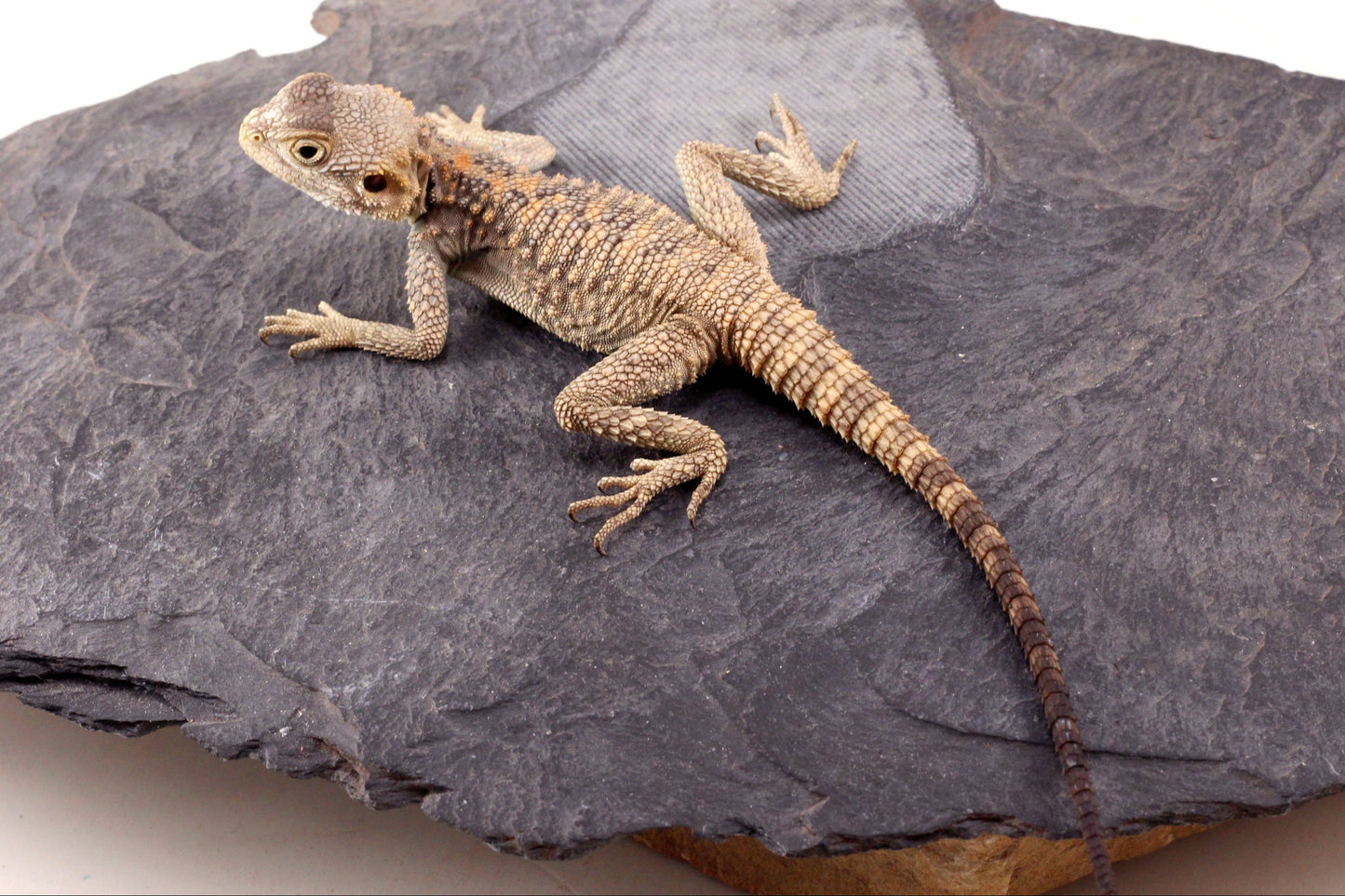 CB Painted Agama