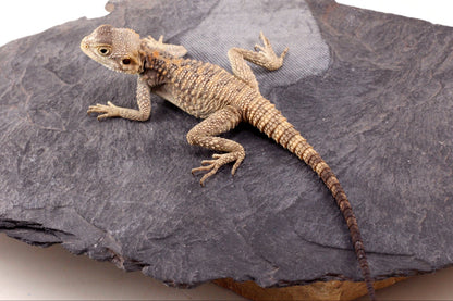 CB Painted Agama