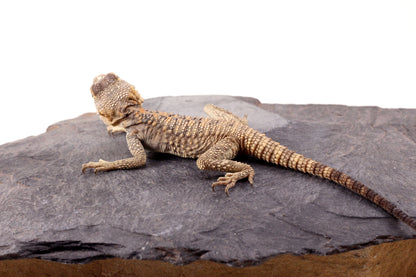 CB Painted Agama