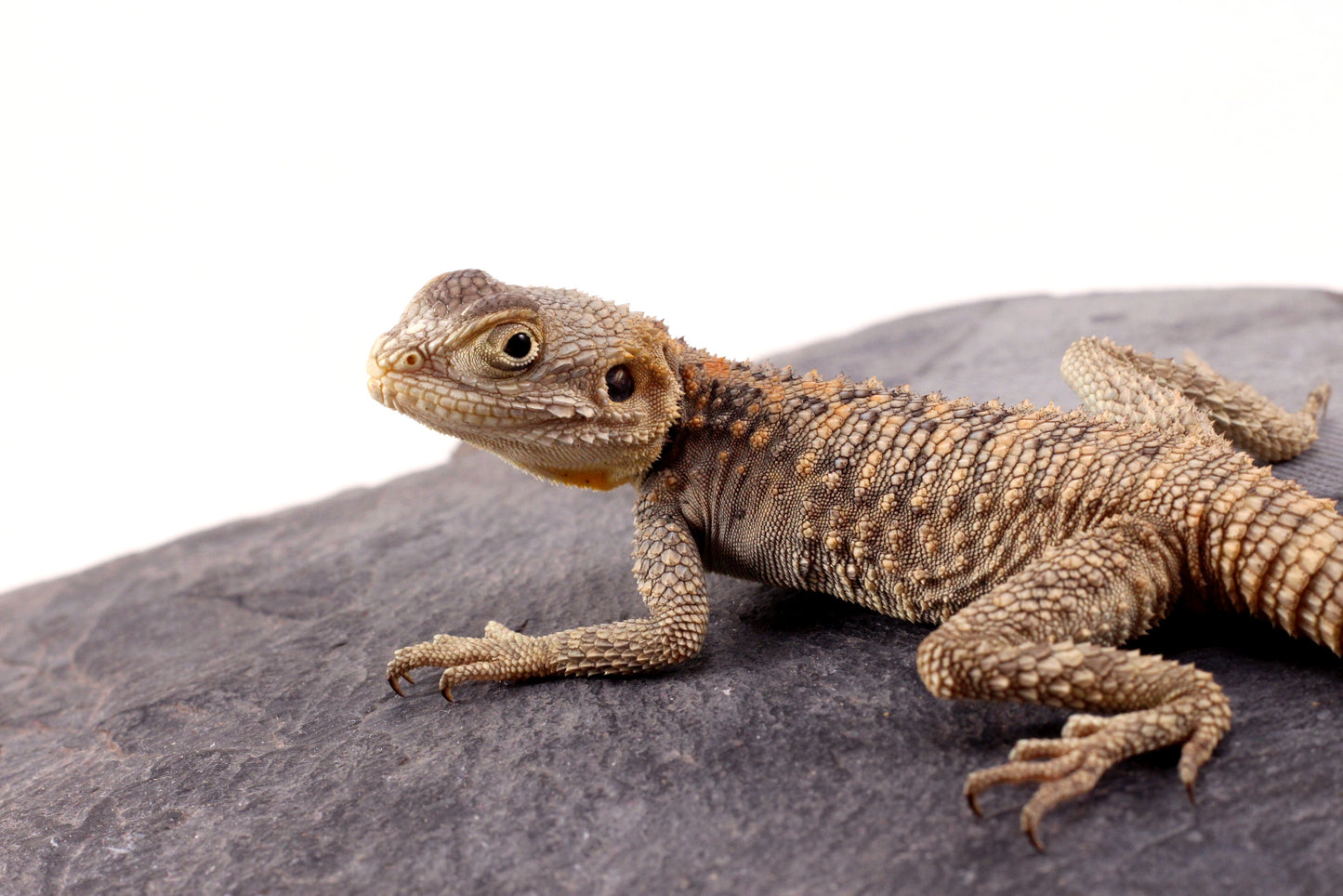 CB Painted Agama