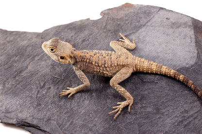 CB Painted Agama