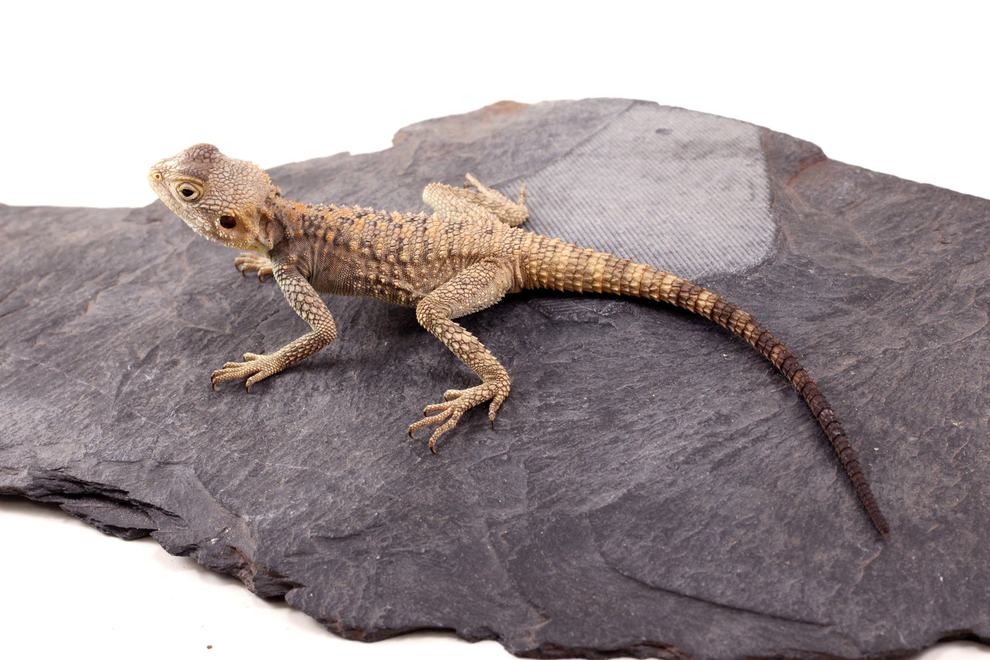 CB Painted Agama