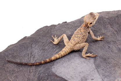 CB Painted Agama