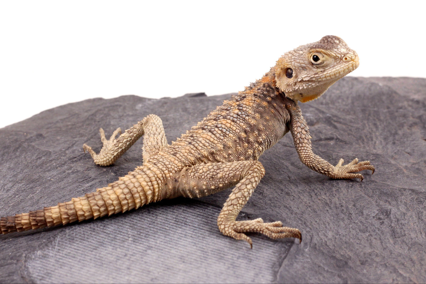 CB Painted Agama