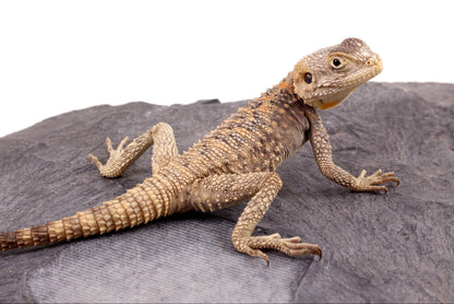 CB Painted Agama