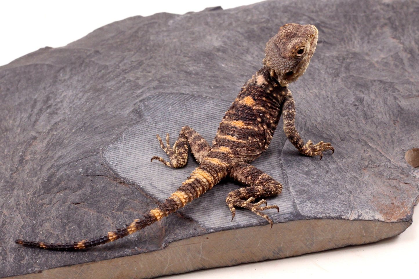 CB Painted Agama