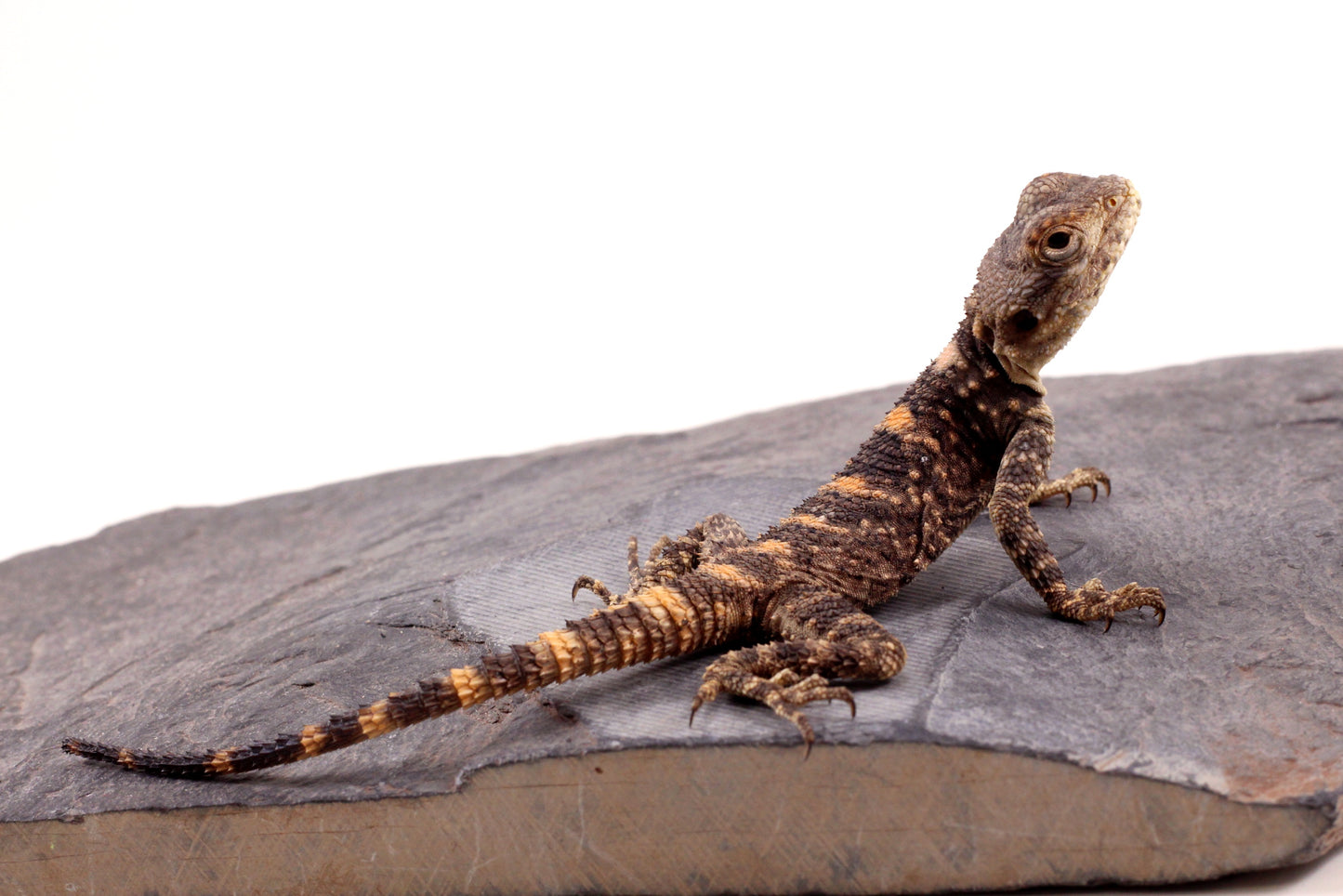 CB Painted Agama
