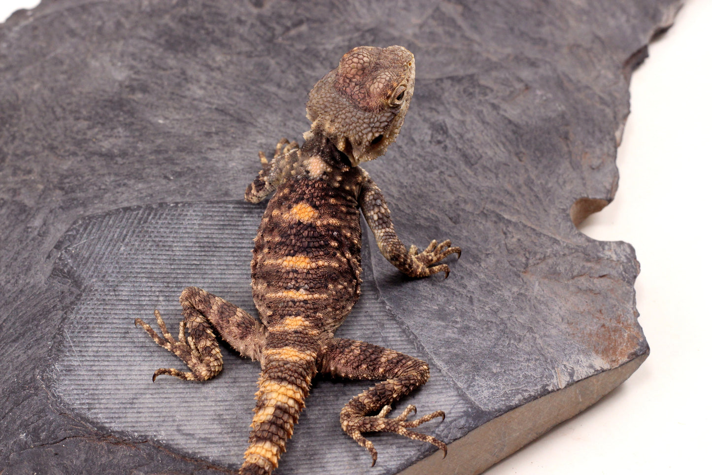 CB Painted Agama