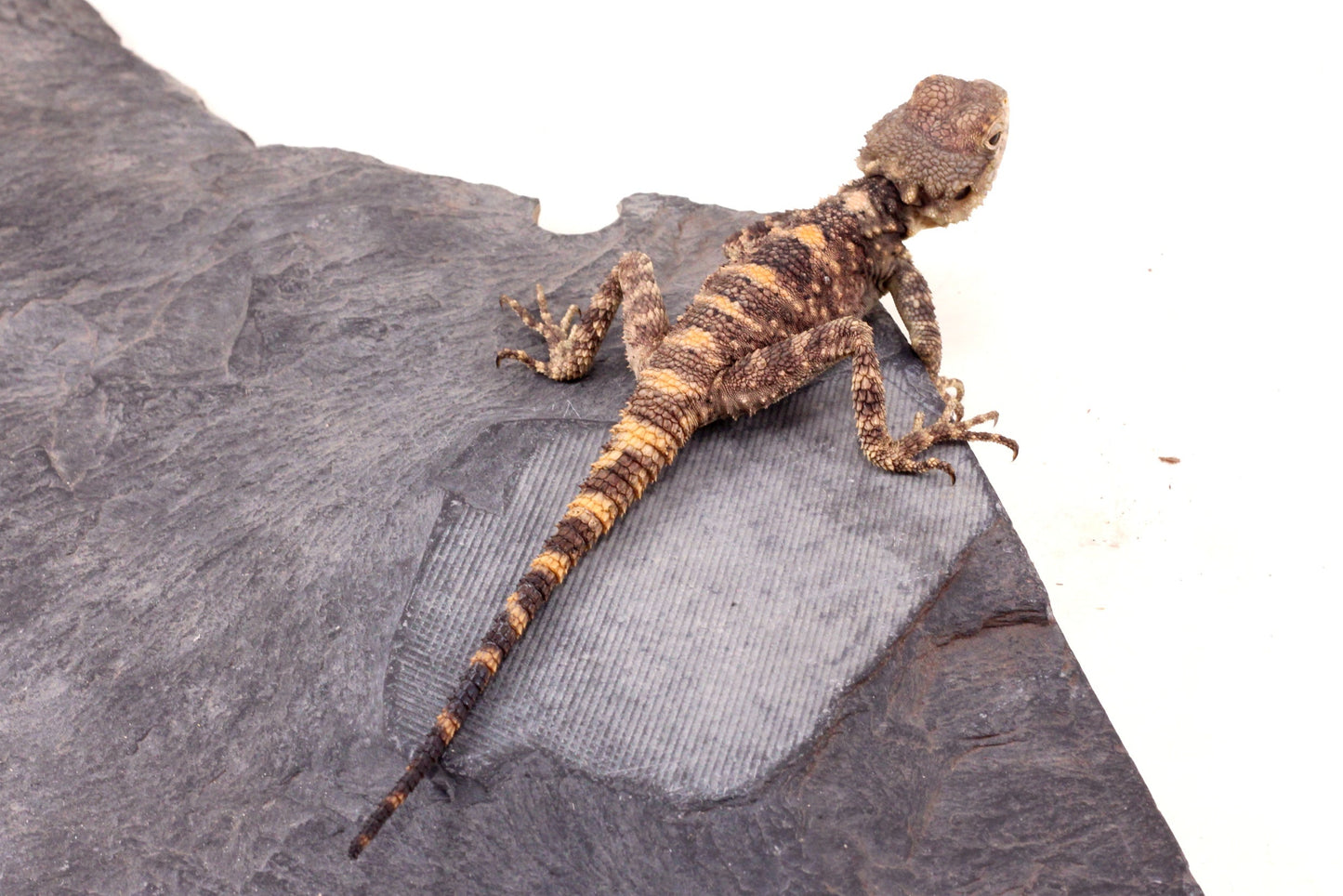 CB Painted Agama