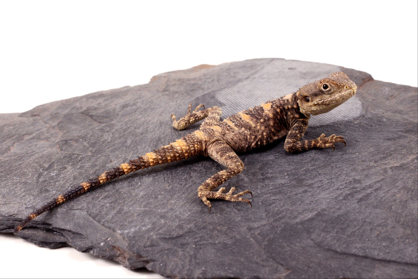 CB Painted Agama