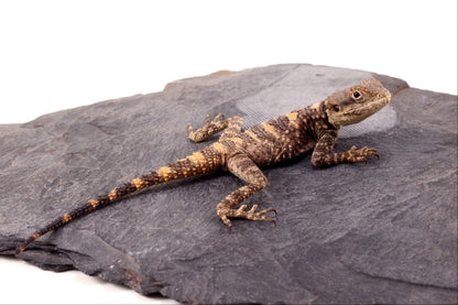 CB Painted Agama