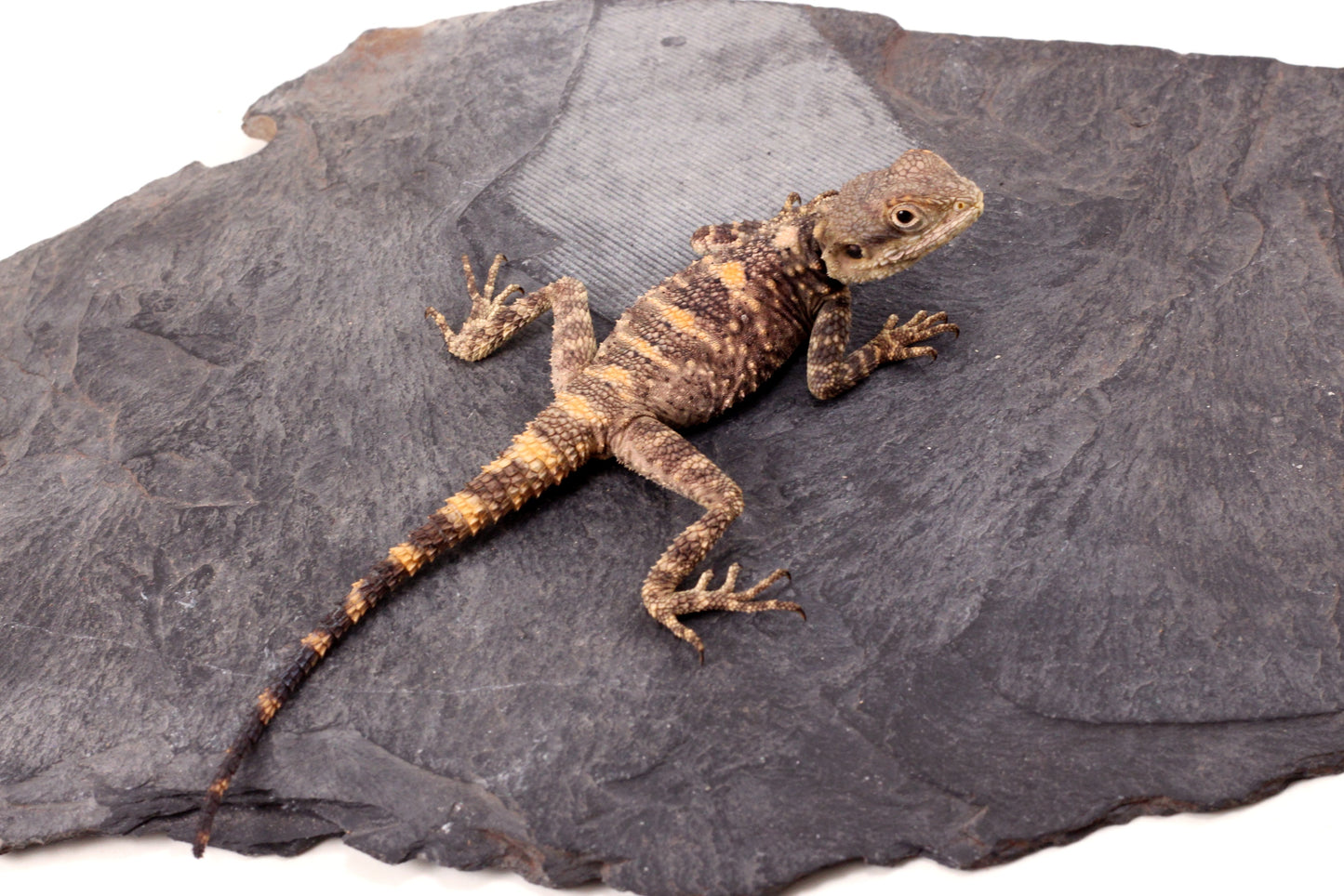 CB Painted Agama