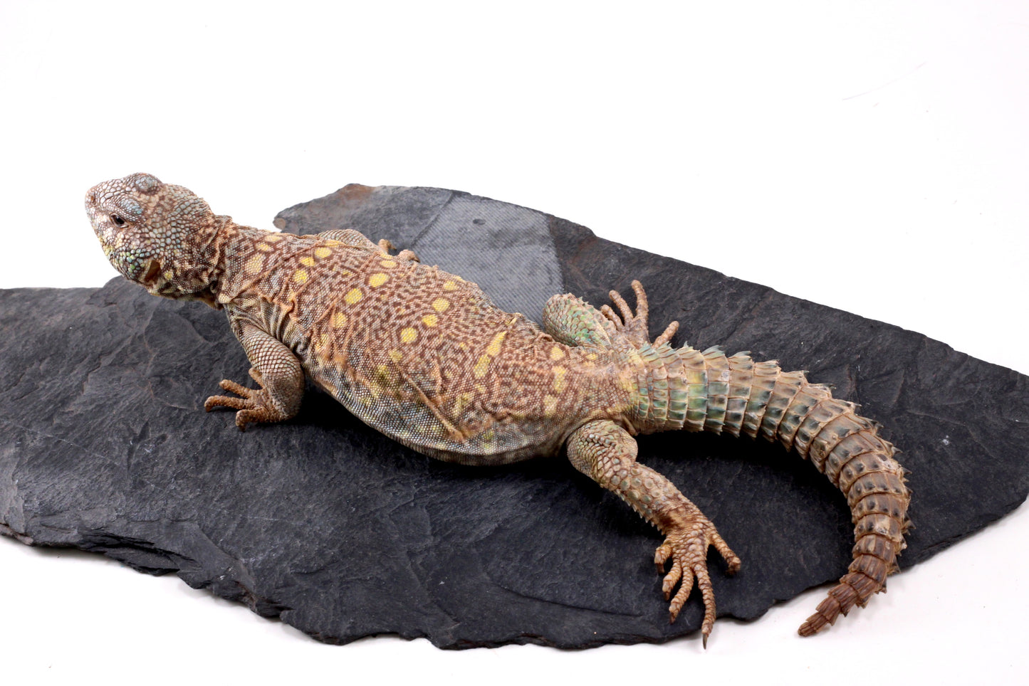 Ornate Uromastyx