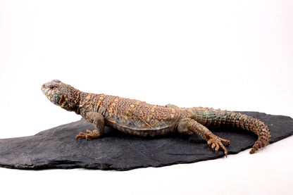 Ornate Uromastyx