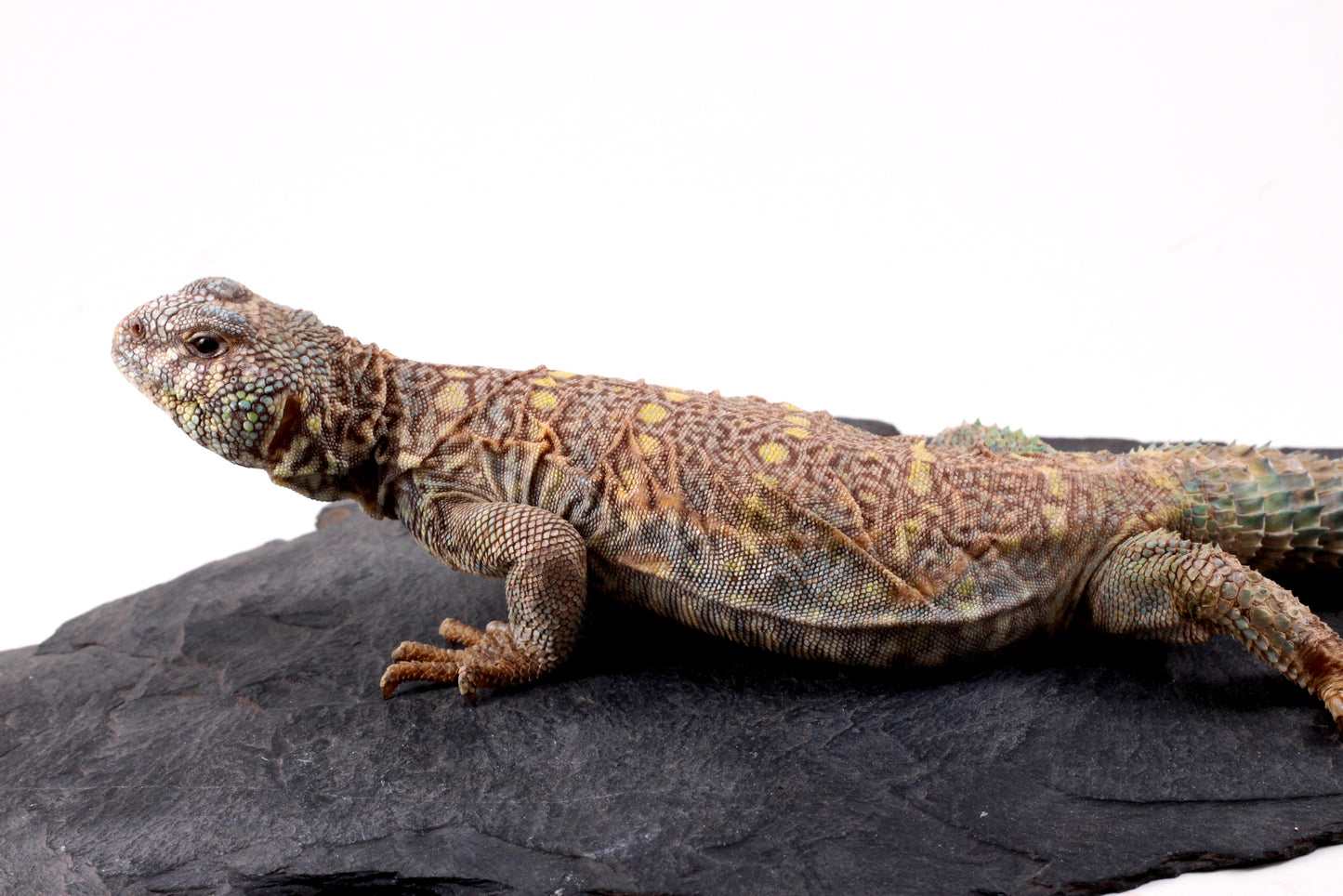 Ornate Uromastyx