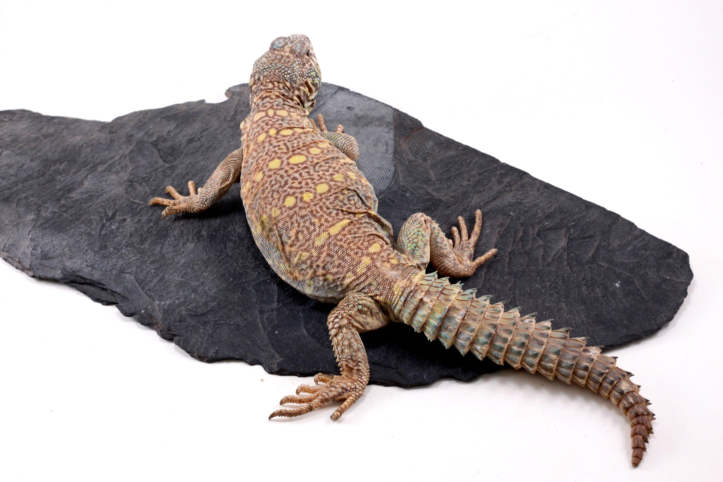 Ornate Uromastyx