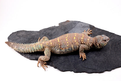 Ornate Uromastyx
