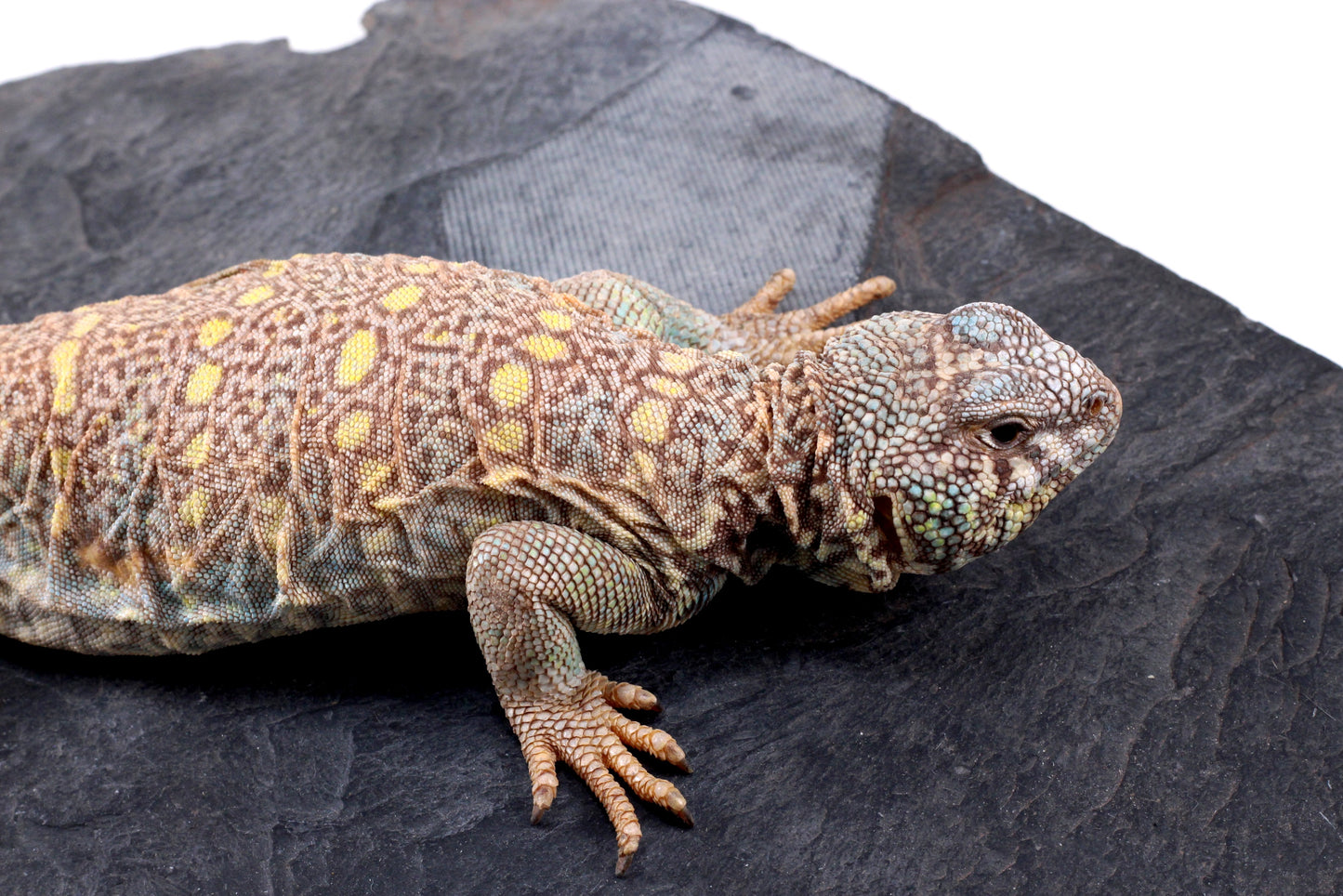 Ornate Uromastyx