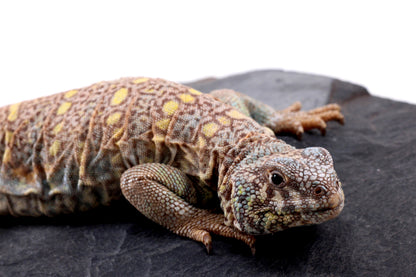 Ornate Uromastyx