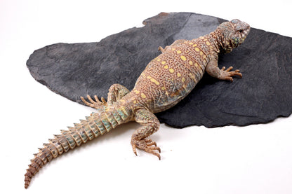 Ornate Uromastyx