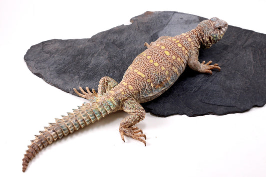 Ornate Uromastyx