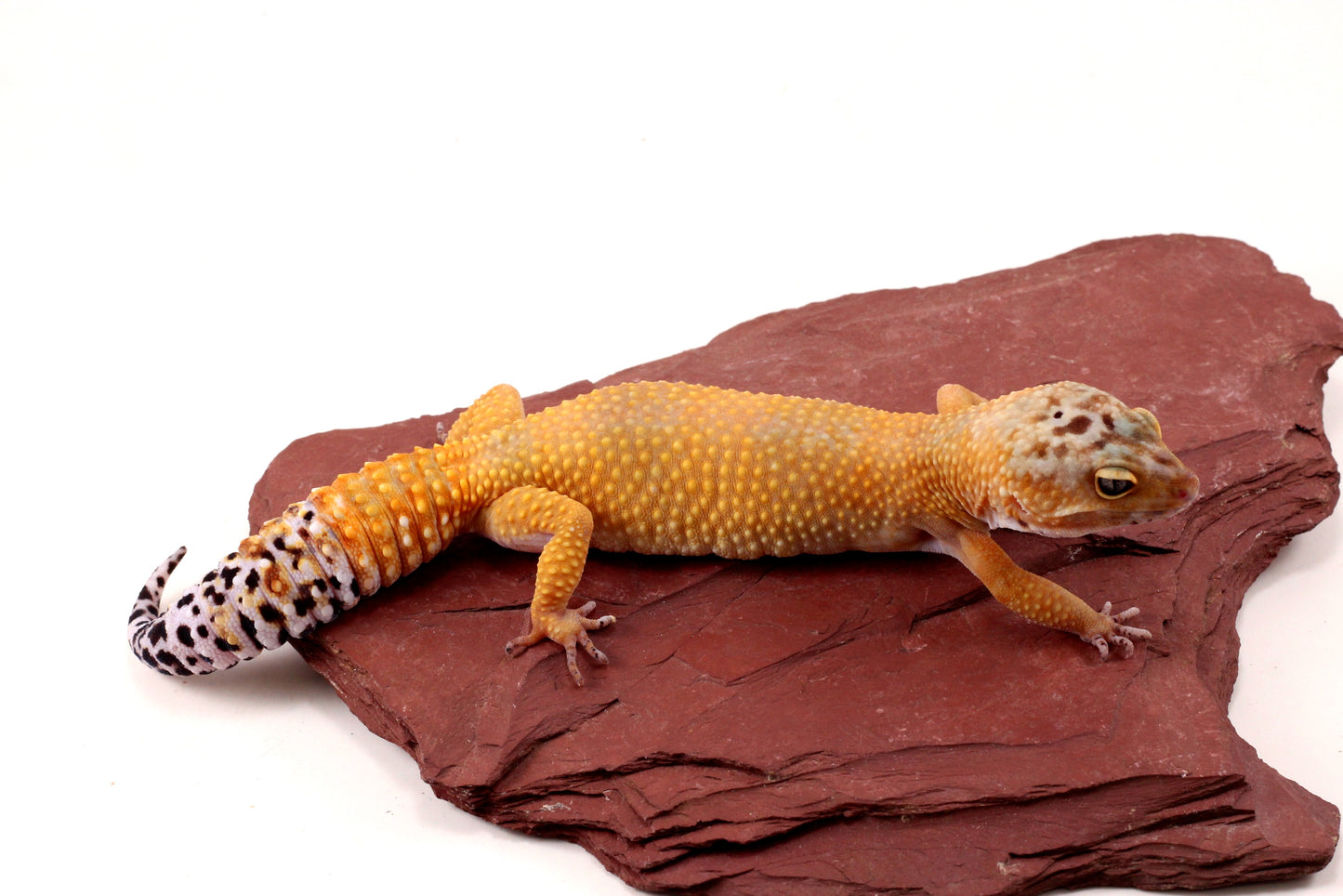 Sunglow Leopard Gecko